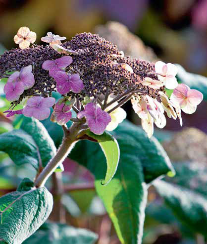 Lenzenhof Naturgarten