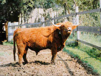 enzenhof, Familie Höpfl - Kultur am Hof, BauerngartenLenzenhof, Familie Höpfl - Kultur am Hof, Bauerngarten