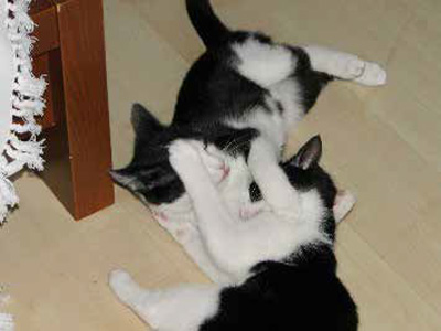 enzenhof, Familie Höpfl - Kultur am Hof, BauerngartenLenzenhof, Familie Höpfl - Kultur am Hof, Bauerngarten