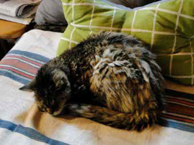 enzenhof, Familie Höpfl - Kultur am Hof, BauerngartenLenzenhof, Familie Höpfl - Kultur am Hof, Bauerngarten