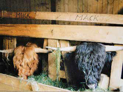 enzenhof, Familie Höpfl - Kultur am Hof, BauerngartenLenzenhof, Familie Höpfl - Kultur am Hof, Bauerngarten